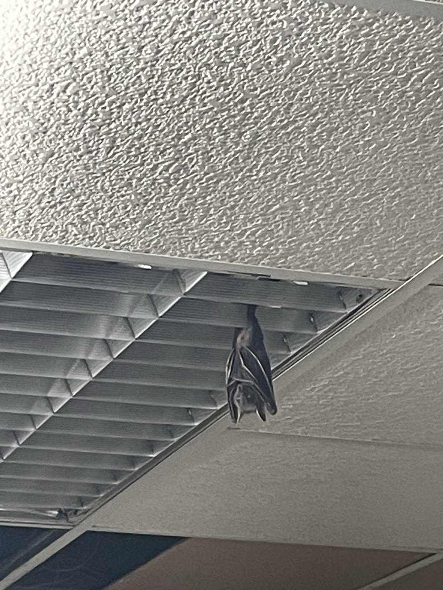 亞瑟高達MK-X💟 tweet media