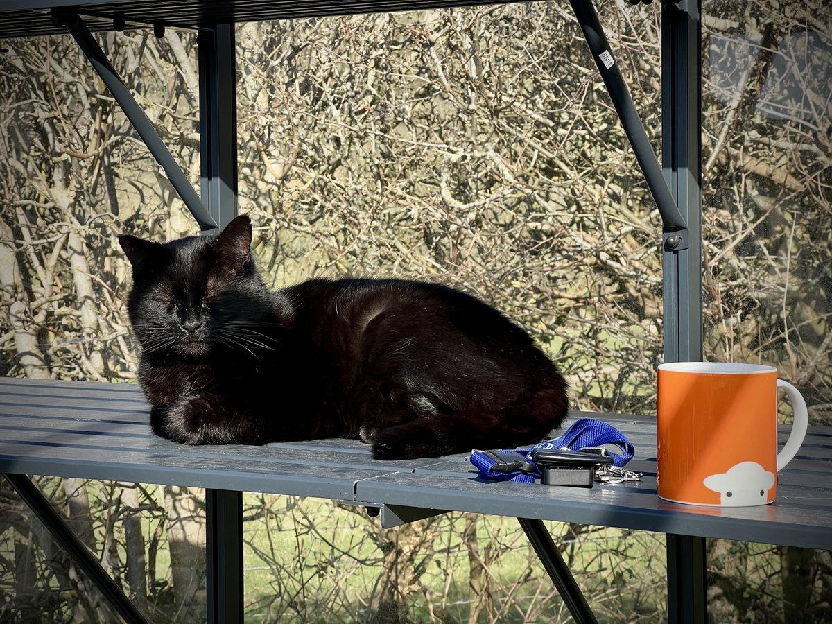 Poppy, Skylie,Molly &Owlie. 🩷💙💜 tweet media