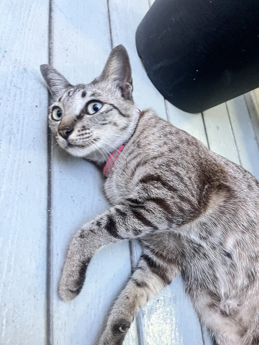 meownoia (@aabenameow) / Posts / X