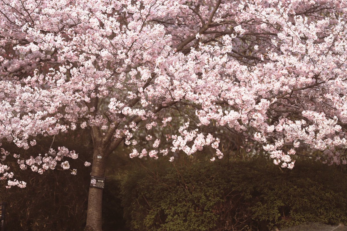 へいじろ tweet media