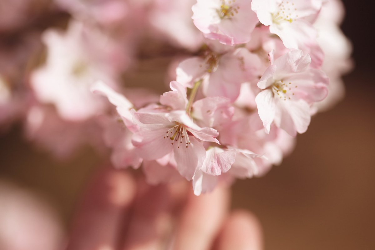 へいじろ tweet media