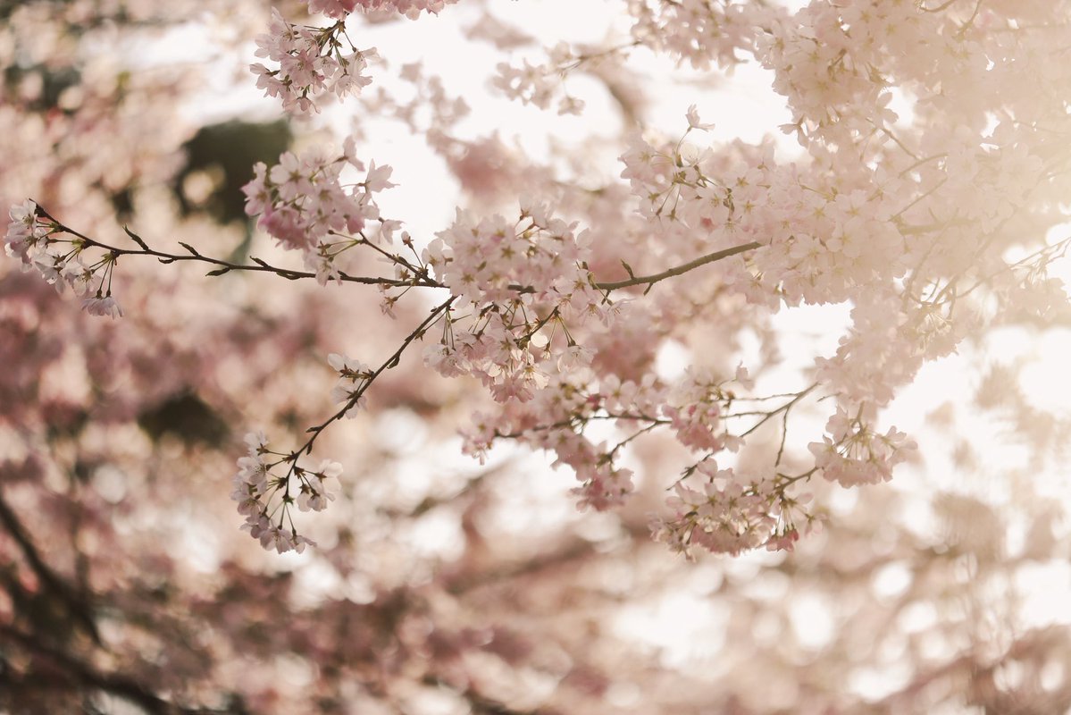 へいじろ tweet media