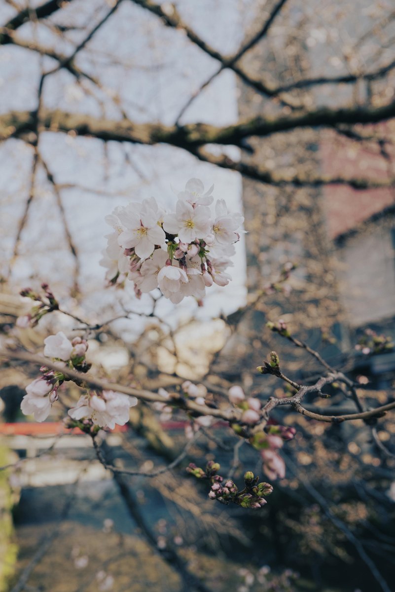 Experienced Record
Kyoto 2026
Between Blue and Bloom
昨日は、どうしてもこの目で確かめたかった展示を訪ね、祇園北側の古美術街にあるギャラリーへ。

作家の方にはお会いできなかったものの、目の前に広がったのは、深く豊かな青と、その質感が放つ静かな衝撃。