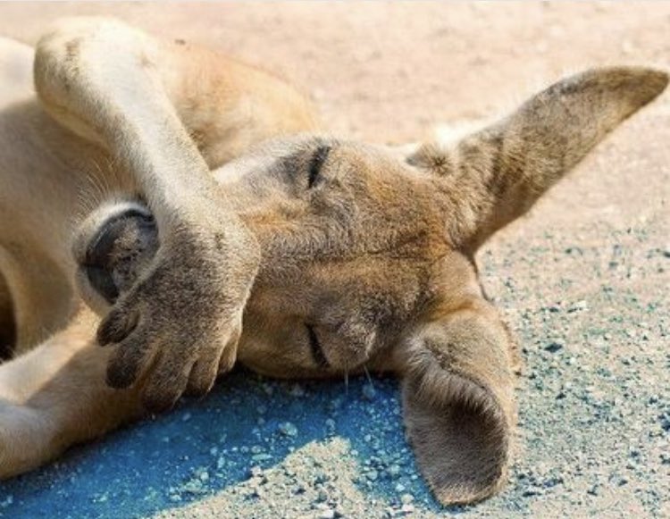 RUSHMERRY tweet media