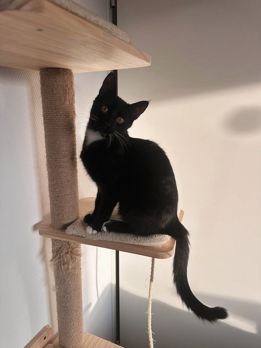 SAZ - Stichting Amsterdamse Zwerfkatten tweet media