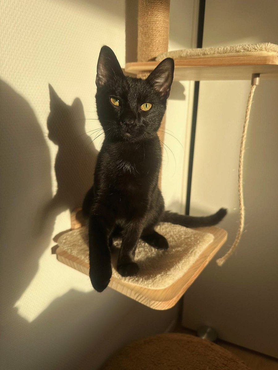 SAZ - Stichting Amsterdamse Zwerfkatten tweet media