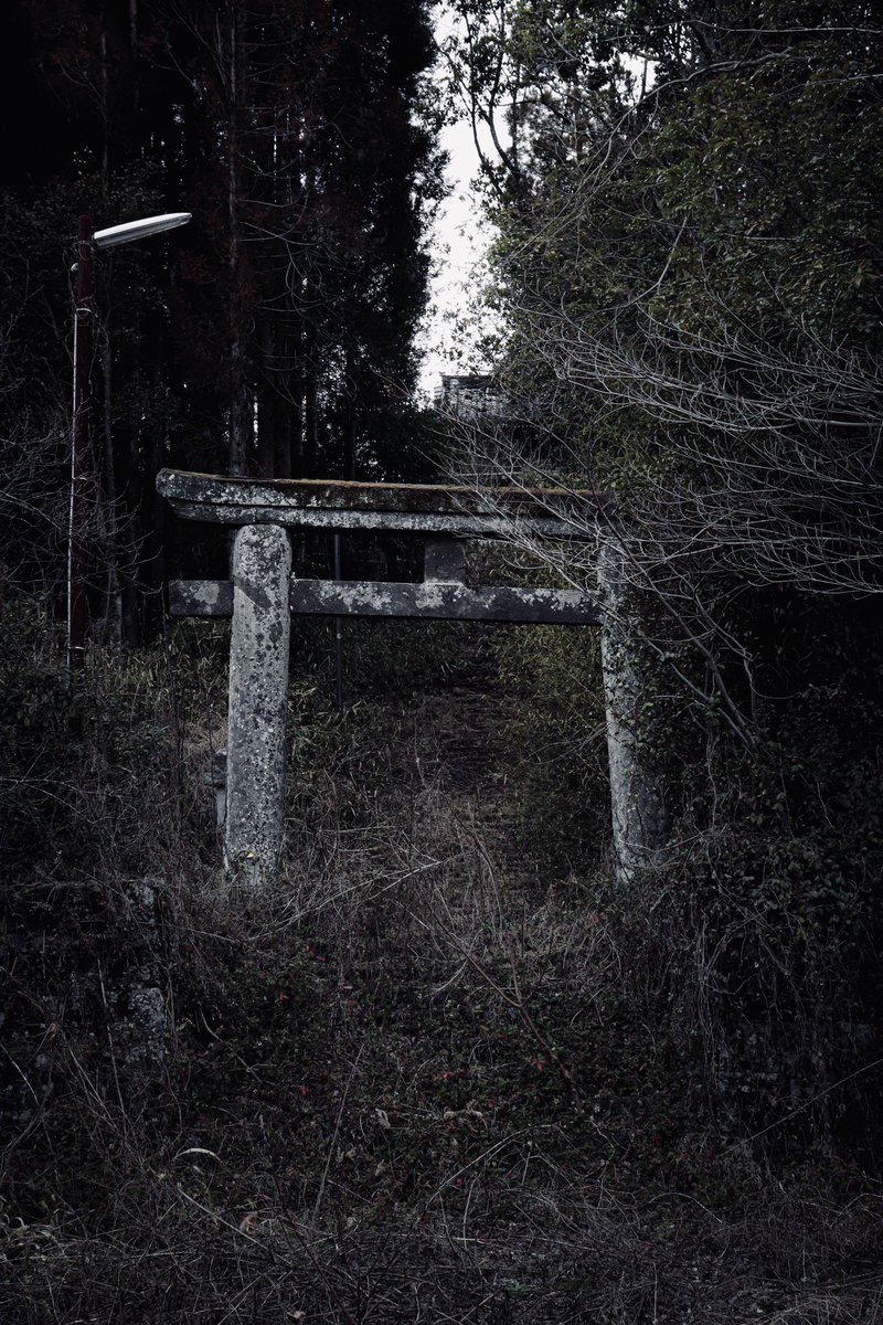 しどろ tweet media