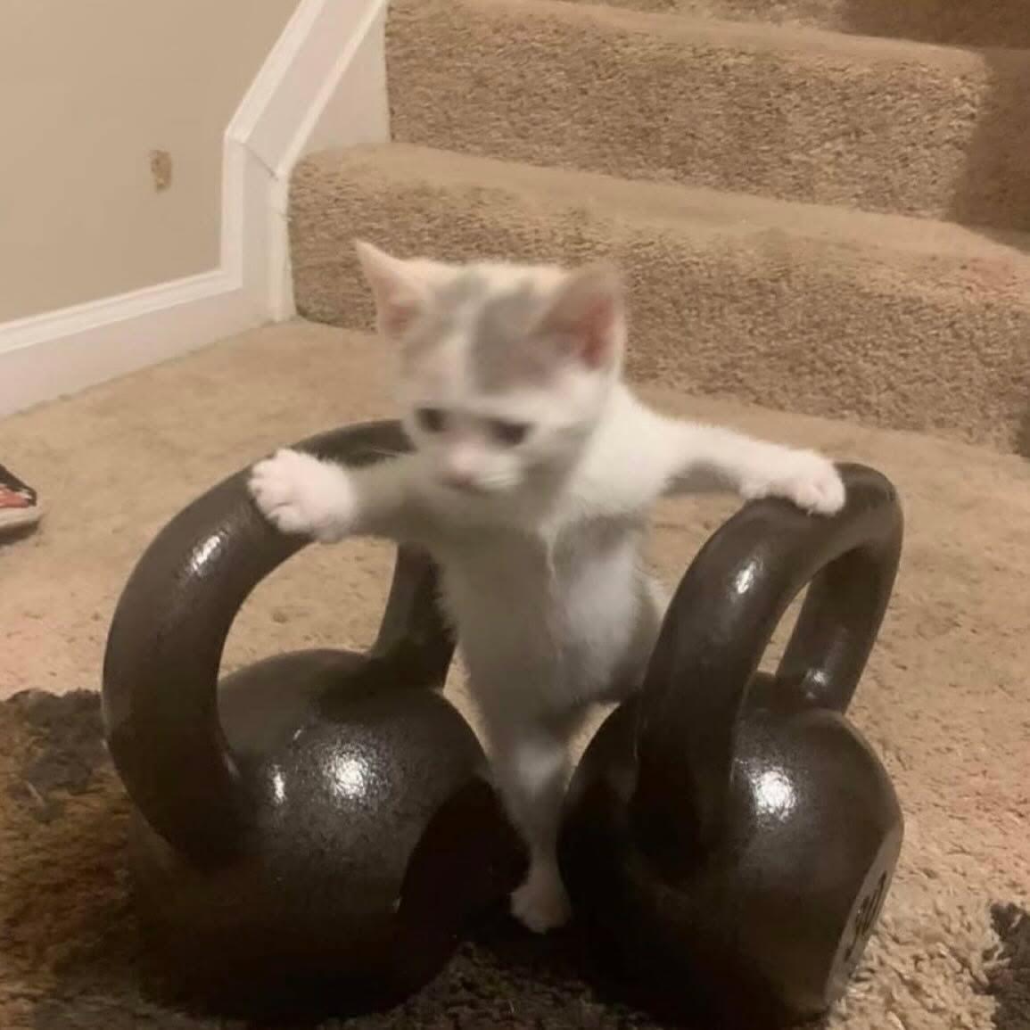 Cat 🐈 tweet media