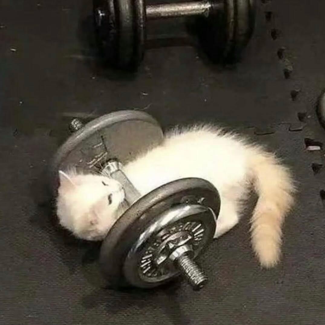 Cat 🐈 tweet media