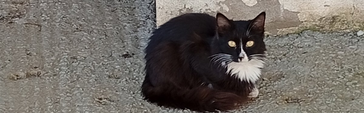 rou 🇹🇷🏳️🌈 tweet media