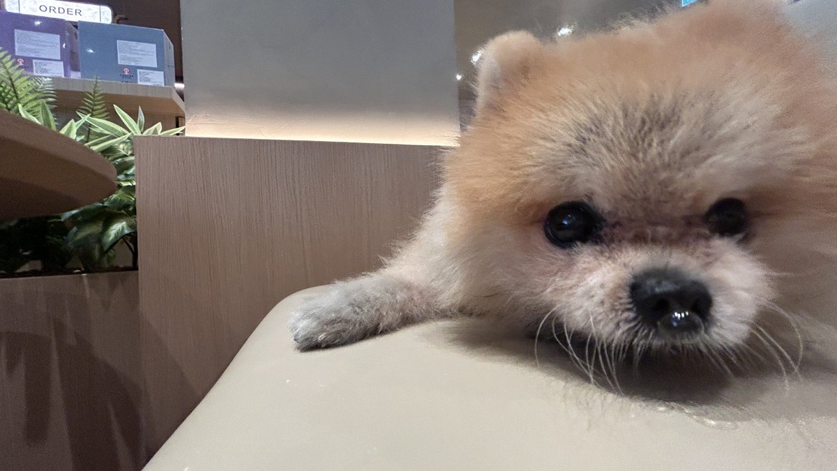 iAM48 Live tweet media