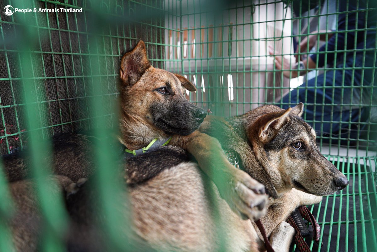 People & Animals Thailand tweet media