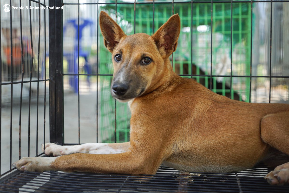 People & Animals Thailand tweet media