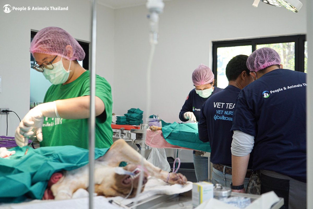 People & Animals Thailand tweet media