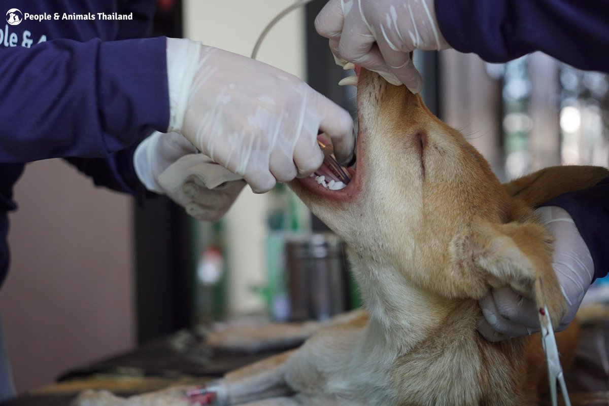 People & Animals Thailand tweet media