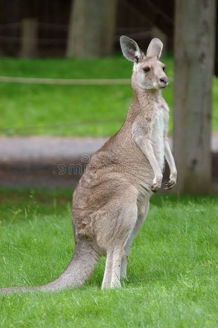 She's literally jingjoe 😂😂😂😂

#LenaMiu #ลีน่าหมิว
#lalinalena #ลีน่าลลินา