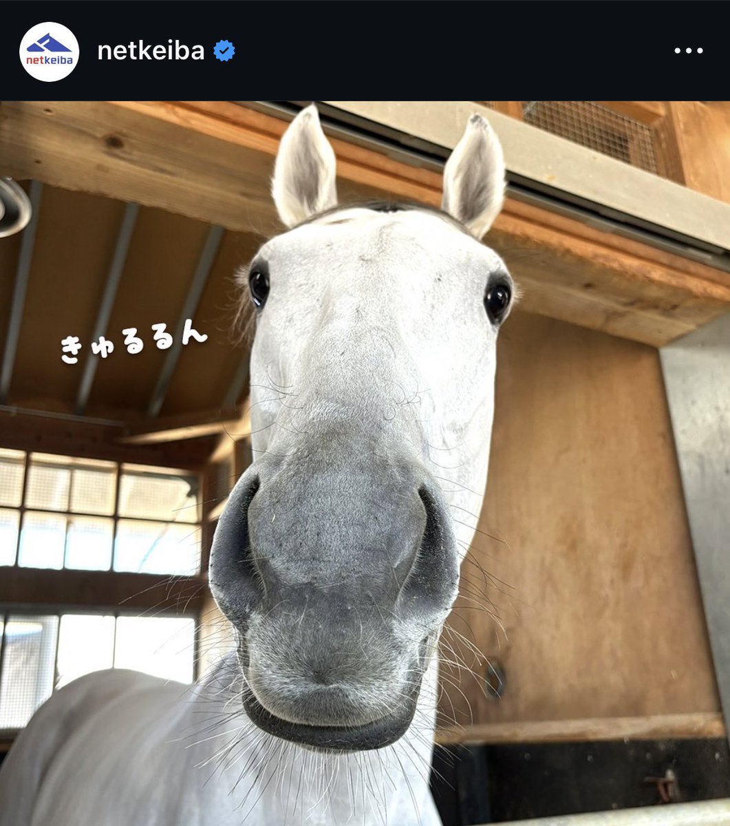 netkeiba編集部🐴あさかわ tweet media