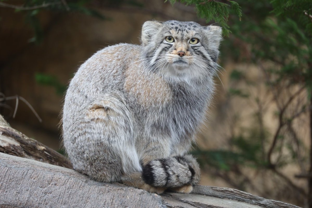 パンダ姉さん tweet media