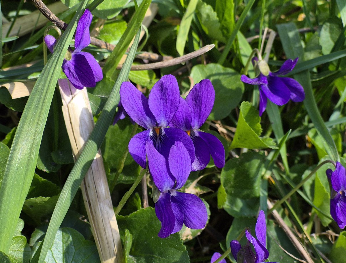 wandklex Ingrid tweet media