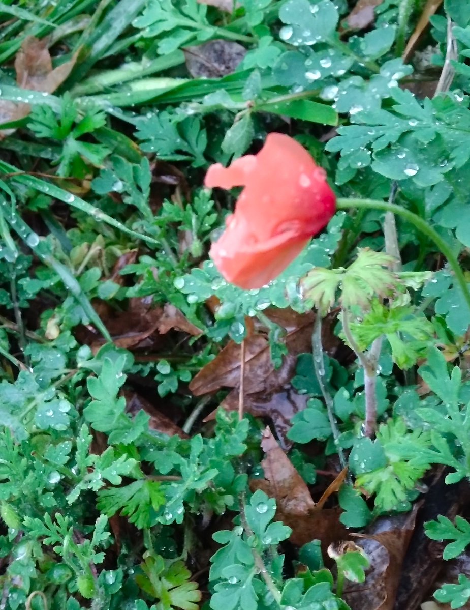 ソロ花活 tweet media