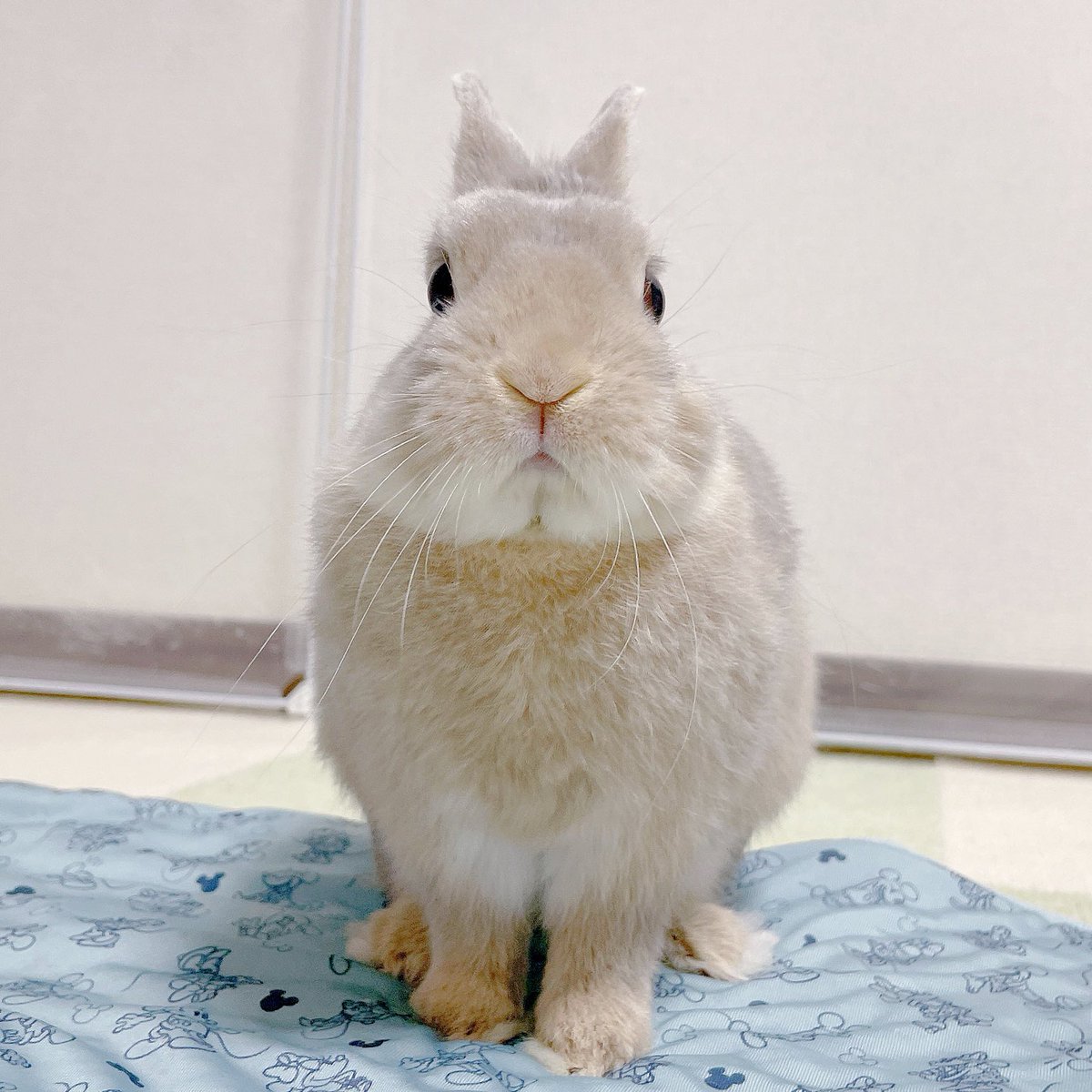 りんちゃんꪔ̤̱ tweet media