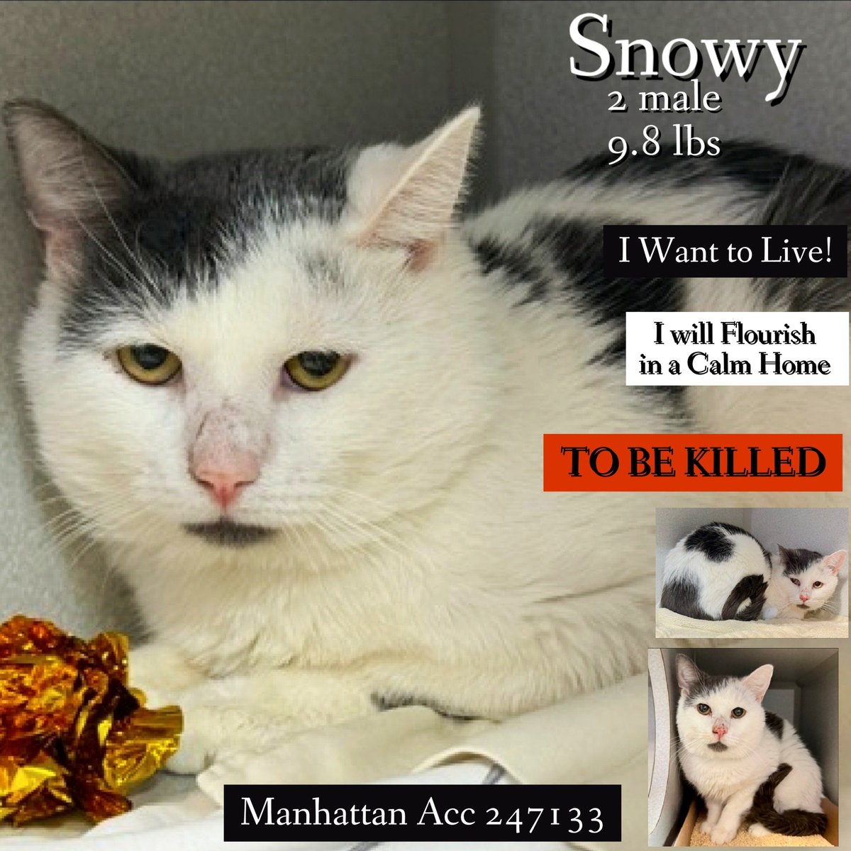 Ally Catmom tweet media