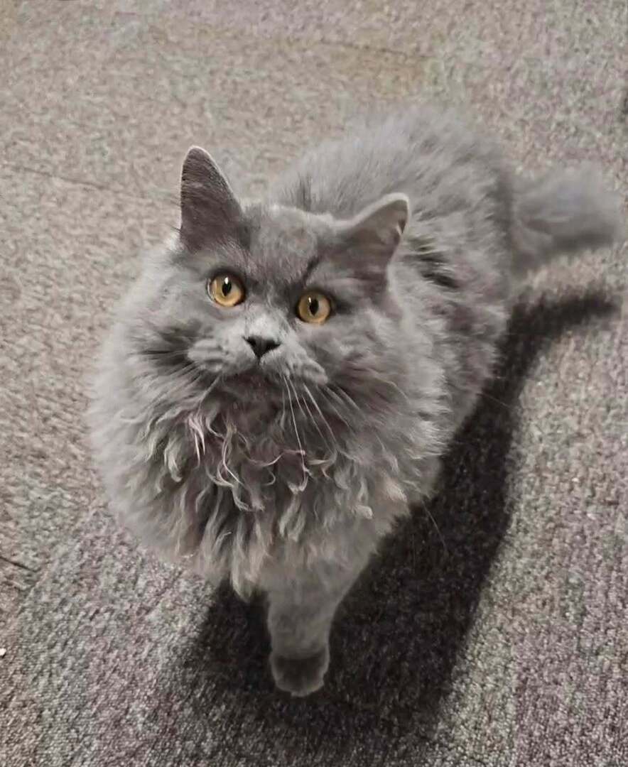 VigiPets.fr tweet media