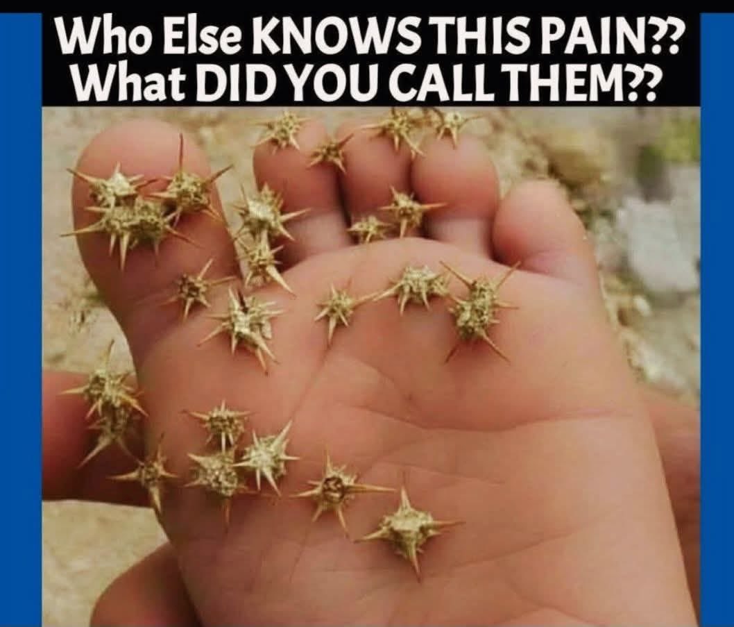 Jerseygirl #FBR 🟧 tweet media