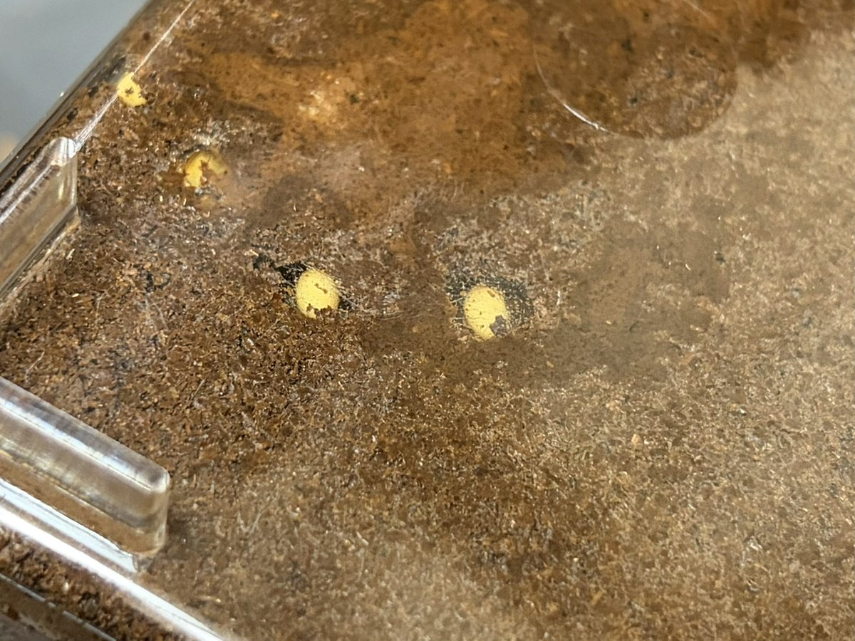 おりはる魂（元わこ） tweet media