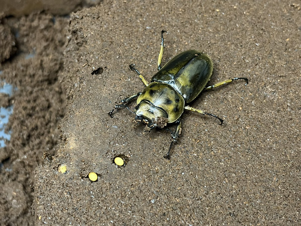 おりはる魂（元わこ） tweet media