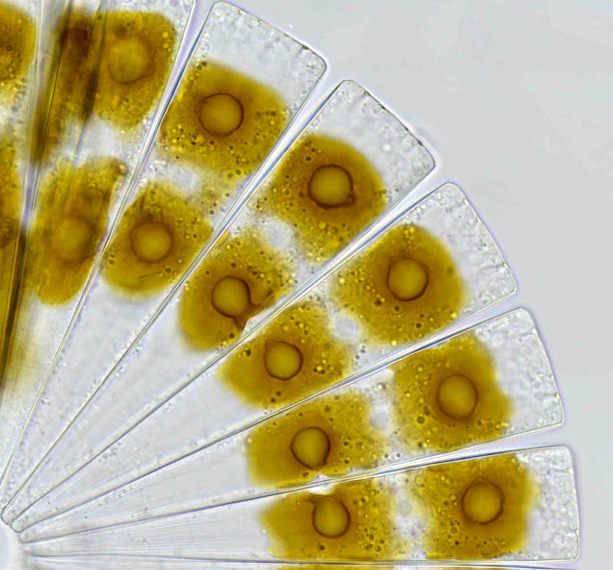 ねこのしっぽラボ tweet media