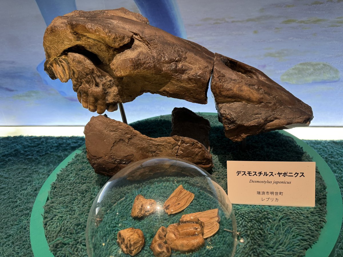 まゆみんラボ@化石ハンター tweet media