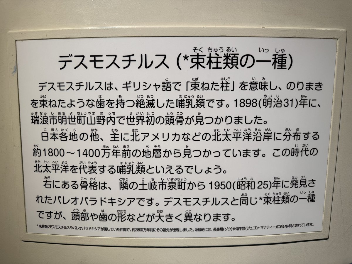 まゆみんラボ@化石ハンター tweet media