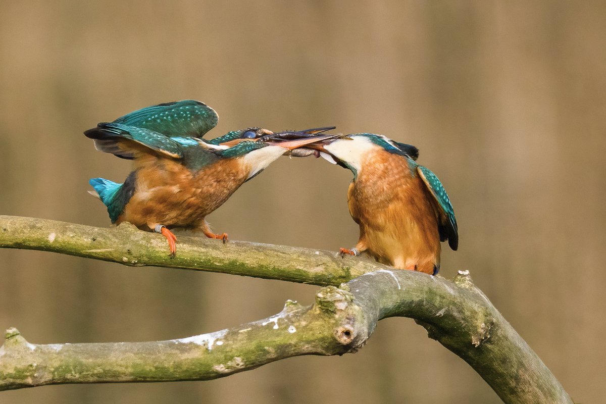 Andy Johnson tweet media