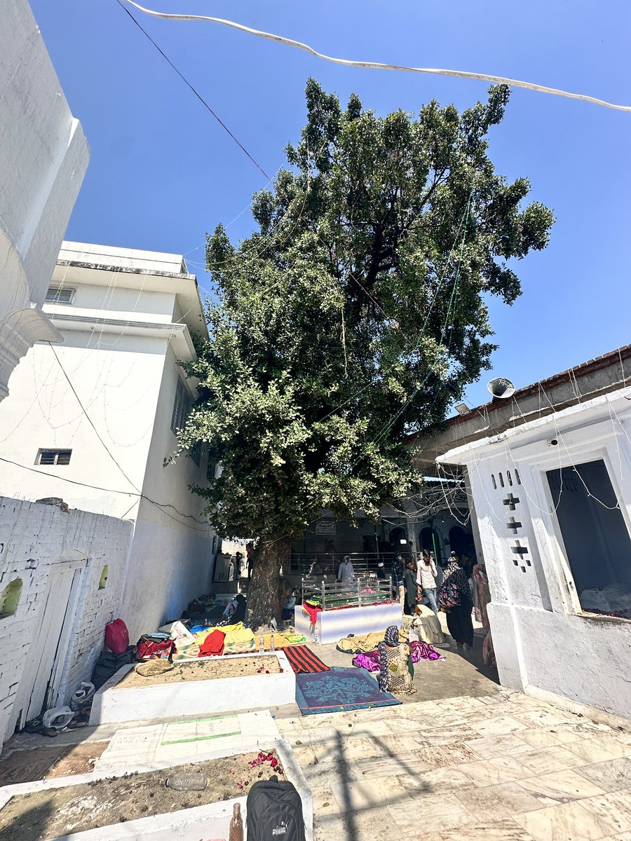 EvolveLeadLove's tweet image. Everytime I visit Dargah of Hazrat Shah Abdulrazzaq Bansvi Rahmatullah Alaih, I am always delighted to meet my old friend -the grand old #Khirni #Tree inside DargahSharief. This Khirni lends a special additional grace to this powerful #Divine sanctuary known for repelling bad