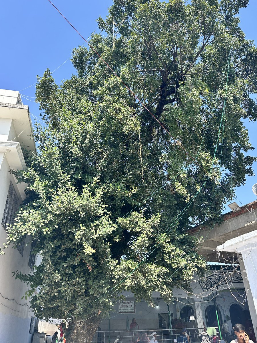 EvolveLeadLove's tweet image. Everytime I visit Dargah of Hazrat Shah Abdulrazzaq Bansvi Rahmatullah Alaih, I am always delighted to meet my old friend -the grand old #Khirni #Tree inside DargahSharief. This Khirni lends a special additional grace to this powerful #Divine sanctuary known for repelling bad