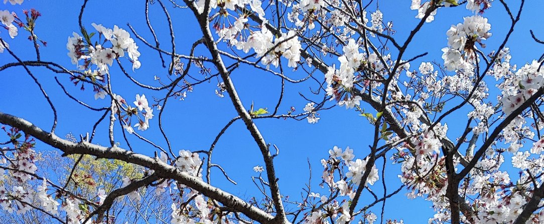 椎乃味醂Ⅱ tweet media