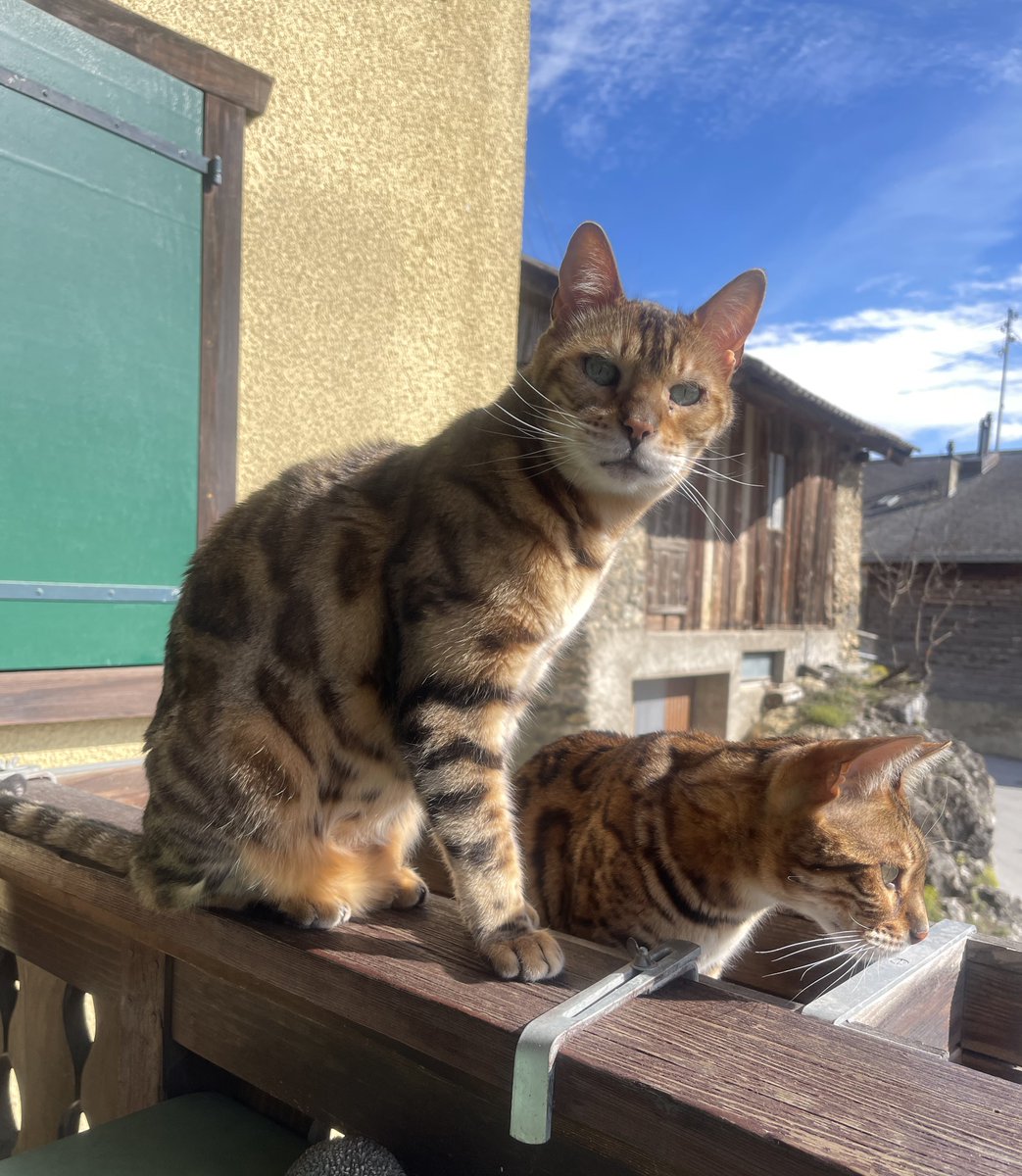 Swiss_Cathy's tweet image. #Bonjour #X 👋🏼😺😺🥰 #Max #Rico