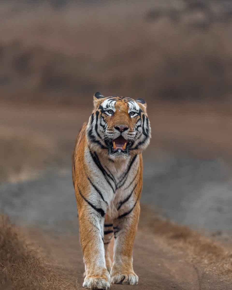 ANIMALIA tweet media