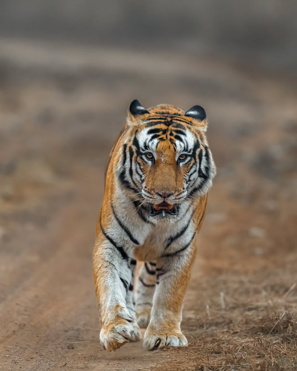 ANIMALIA tweet media