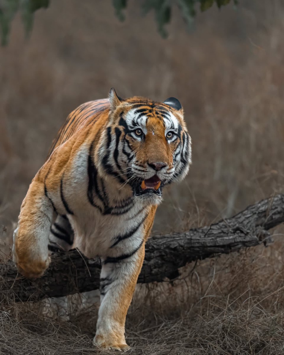 ANIMALIA tweet media