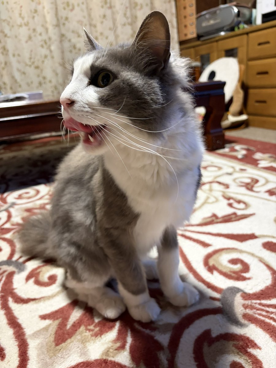 こだいりゅう tweet media