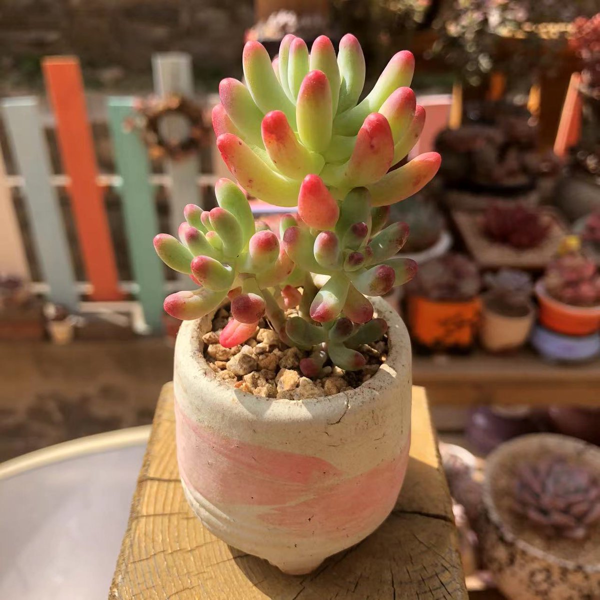 ΜΑΝΤΖΟΥΡΙΔΗΣ ΜΑΝΩΛΗΣ tweet media