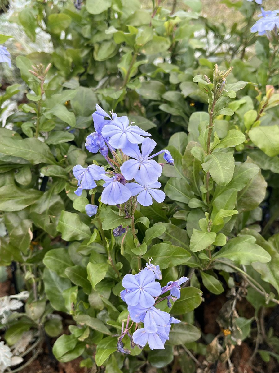 一颗泡芙 tweet media