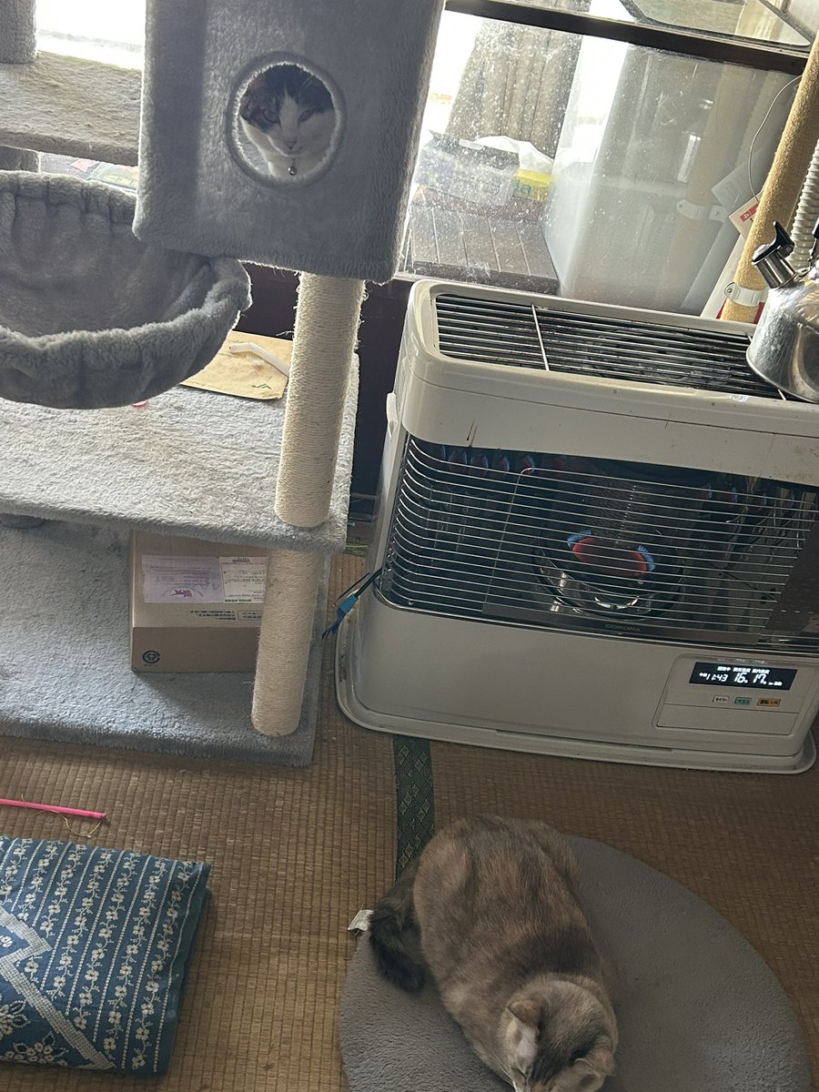 アブゾーブ tweet media