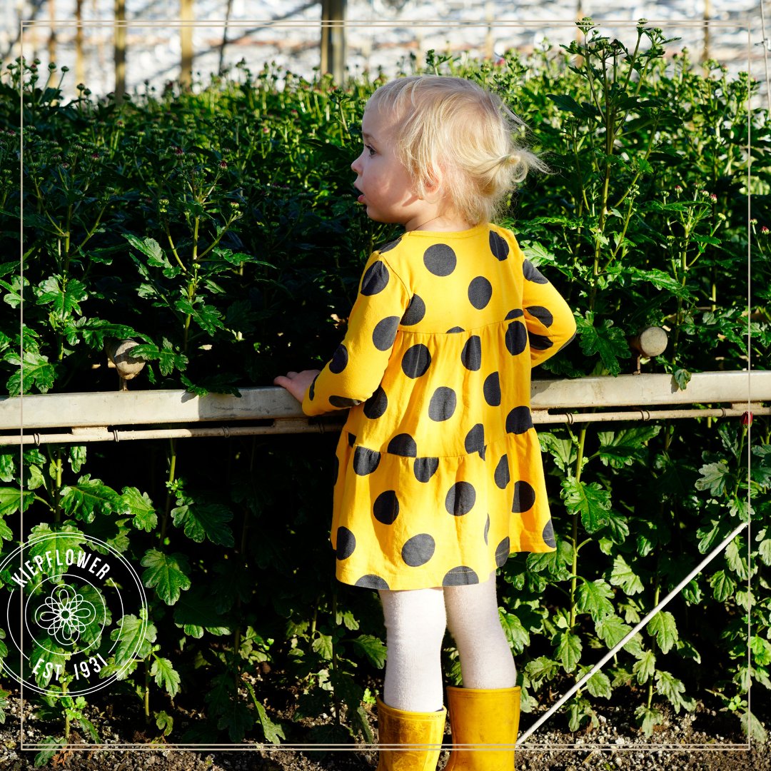 Kiepflower tweet media