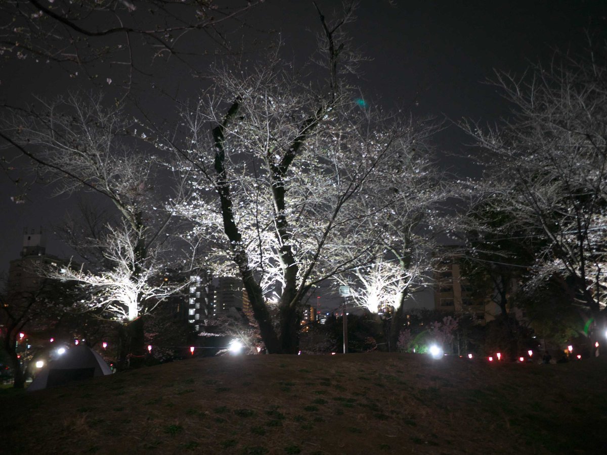 moemagr's tweet photo. □ 昨日の飛鳥山 13℃
花見客が少なく風で砂埃が舞う寒い山頂でした
1 いつもの提灯
2,3 一番賑わうあたりのソメイ吉野
4 モノレール駅近くの 小彼岸桜 唯一満開の桜 https://t.co/7k4qjq0VbO