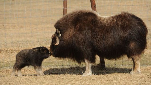horse dentist tweet media