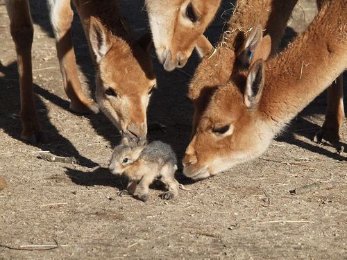 horse dentist tweet media