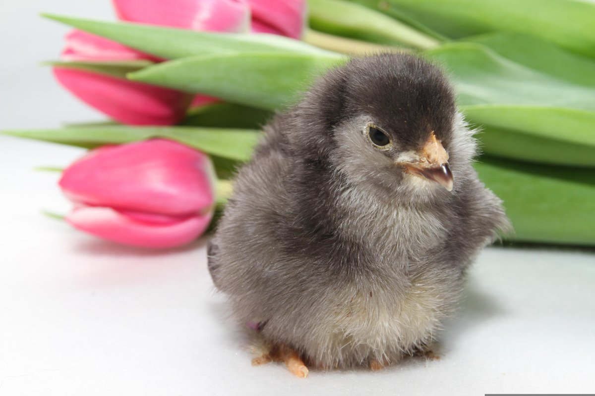 Samaritans of Waltham Forest tweet media